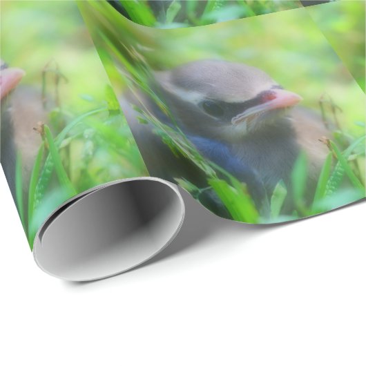 Papier Cadeau Bébé Cèdre cire Jeune Oiseau Nature (Coin rond)
