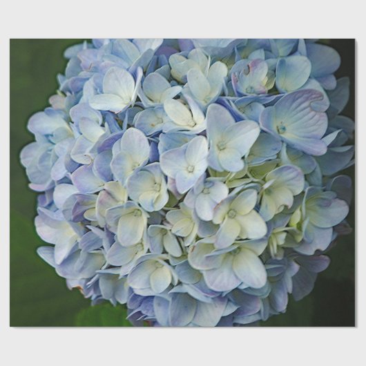 Papier Cadeau Belle Hydrangée Bleue Fleurs Photo (Plat)