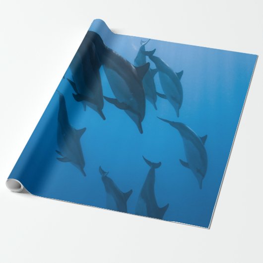 Papier Cadeau Belles Créatures Océaniques (Déroulé)