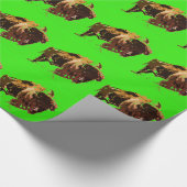 Papier Cadeau Bison de Buffalo (Coin)