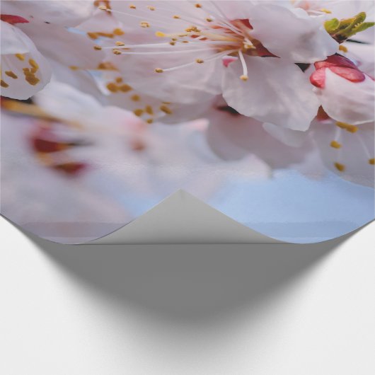 Papier Cadeau Blossom des abricots japonais (Coin)