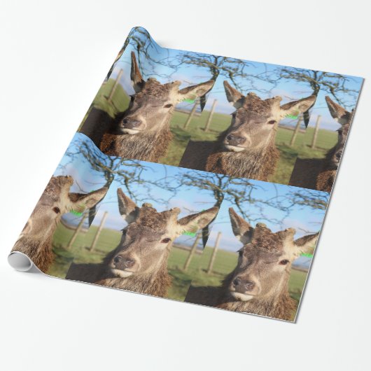 Papier Cadeau Bonjour cerfs communs (Déroulé)