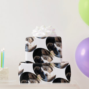 PAPIER CADEAU BORDER COLLIE