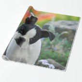 Papier Cadeau Boston Terrier Chien mignon Portrait Chiot, Cadeau (Déroulé)
