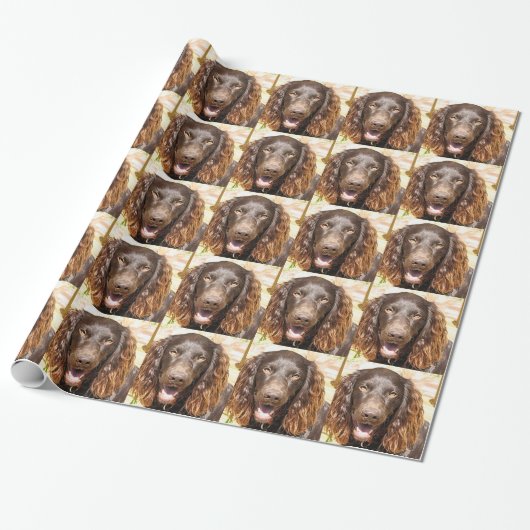 Papier Cadeau Boykin_spaniel (Déroulé)