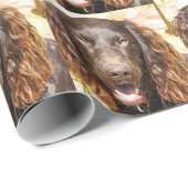Papier Cadeau Boykin_spaniel (Coin rond)