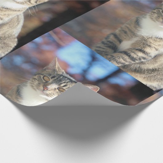 Papier Cadeau Brin (Coin)