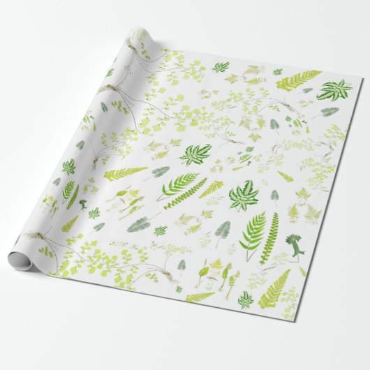 Papier Cadeau British Ferns in Victorian Drawings Wrapping Paper (Déroulé)