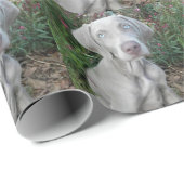 Papier Cadeau Brooklyn's Garden Party - Weimaraner Dog (Coin rond)