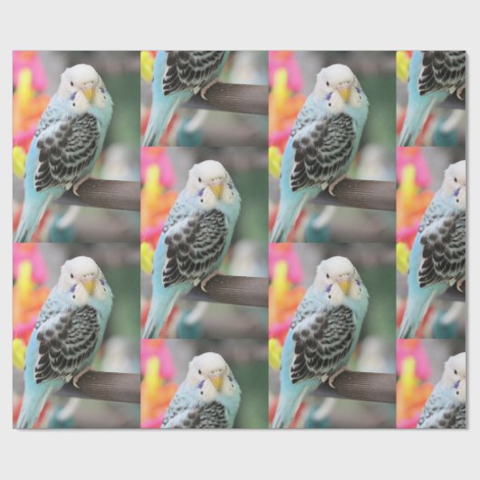 Papier Cadeau Budgie (Plat)