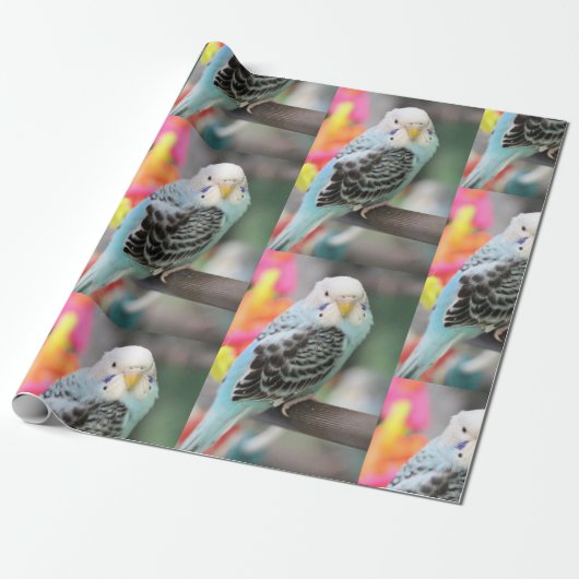 Papier Cadeau Budgie (Déroulé)
