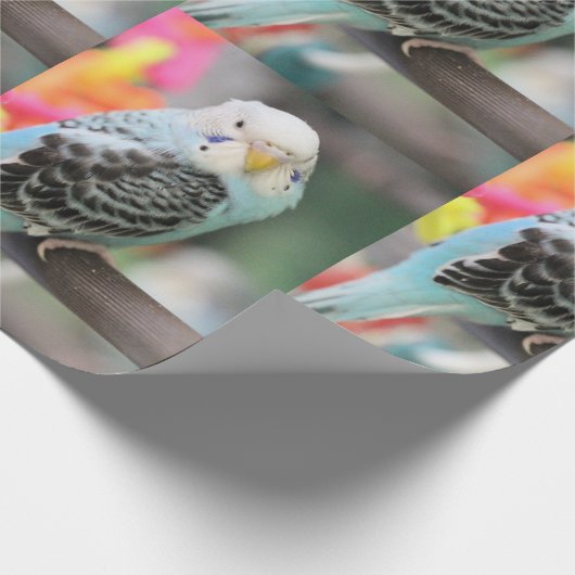 Papier Cadeau Budgie (Coin)