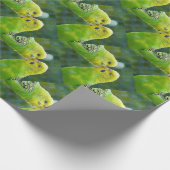Papier Cadeau Budgie_2015_0604 (Coin)