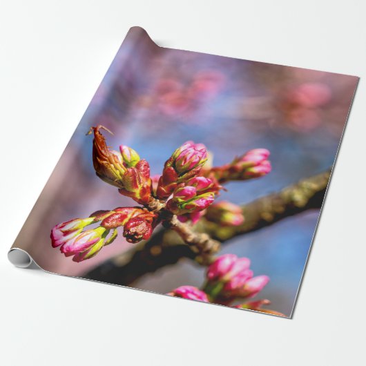 Papier Cadeau Buds Sakura Cherry Tree. Début Du Printemps (Déroulé)