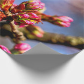 Papier Cadeau Buds Sakura Cherry Tree. Début Du Printemps (Coin)