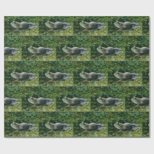 Papier Cadeau Bullfrog En Attente De Son Art Dame