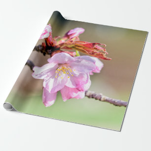 Papier Cadeau Bureaux Sakura Et Une Fleur, Vert, Arrière - plan