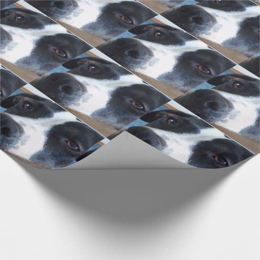 Papier Cadeau Cabot-Papier Pitt (Coin)