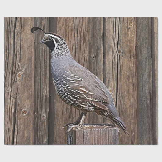 PAPIER CADEAU CALIFORNIA QUAIL À BARNBOARD (Plat)