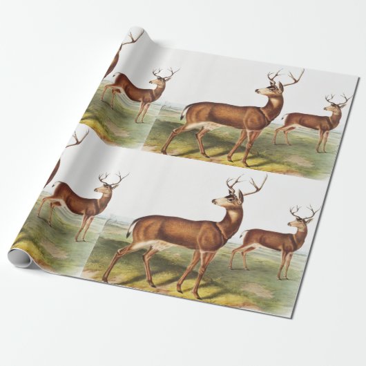 Papier Cadeau Cerf de Virginie (Cervus Richardsonii) (Déroulé)