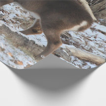 Cerfs dans la neige