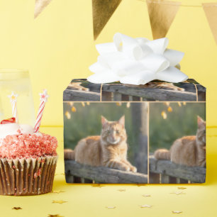 Papier Cadeau Chat roux sur une clôture rustique