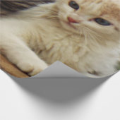 Papier Cadeau Chatons (Coin)