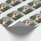 Papier Cadeau Chaussettes pour chiots (Coin)