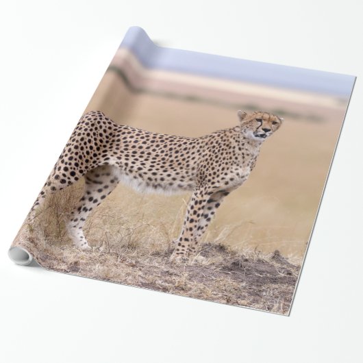 Papier Cadeau Cheetah (Déroulé)