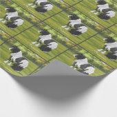 Papier Cadeau Cheval d'équipage du Pinto noir Piebald Gypsy Vann (Coin)