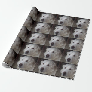 Papier Cadeau Chien beau de Grands Pyrénées