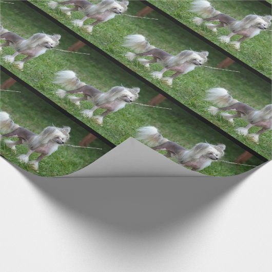 Papier Cadeau Chien crêté chinois vigilant (Coin)