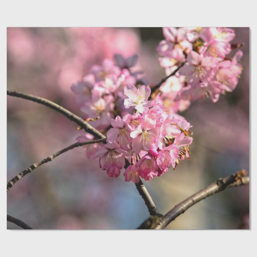 Papier Cadeau Chiffres croisés de Sakura Tree (Plat)