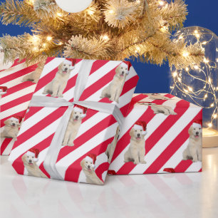 Papier Cadeau Chiots Retriever Doré Sur Rayures