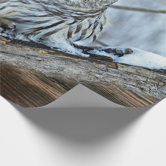 Papier Cadeau Chouette (Coin)