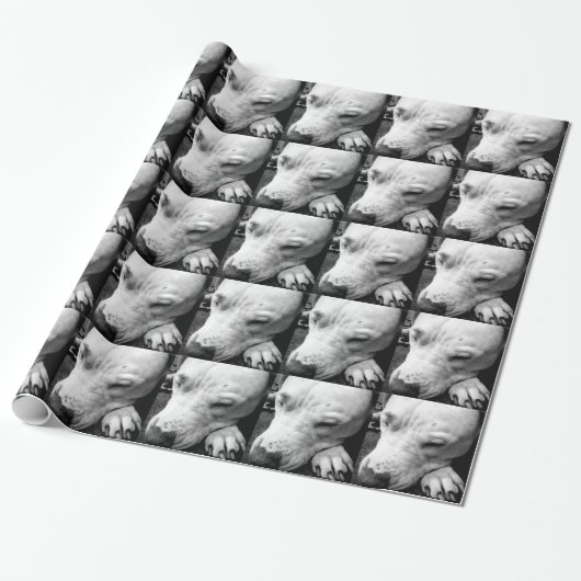 Papier Cadeau cicatrice de harry potter chien pit bull blanc (Déroulé)
