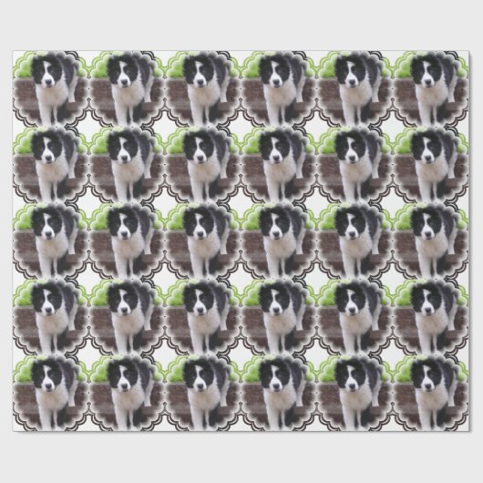 Papier Cadeau Colleys de frontière (Plat)