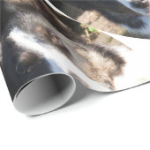 PAPIER CADEAU COLLIE FRONTALIÈRE (Coin rond)