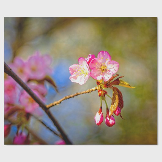Papier Cadeau Composition Naturelle Des Fleurs Sakura (Plat)