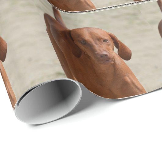 Papier Cadeau Coonhound (Coin rond)