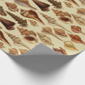Papier Cadeau Coquillages Brown vintages Escargots Côtière Sous (Coin)