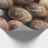 Papier Cadeau Coquillages d'escargot (Coin)