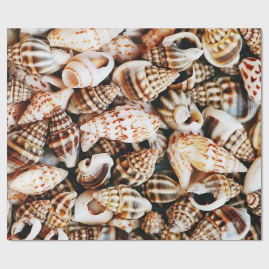 Papier Cadeau Coquillages minuscules (Plat)