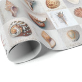 Papier Cadeau Coquilles sophistiquées (Coin rond)