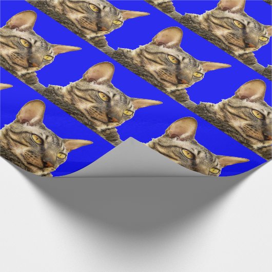 Papier cadeau |Cornish Rex Tiger Cat Bleu (Coin)