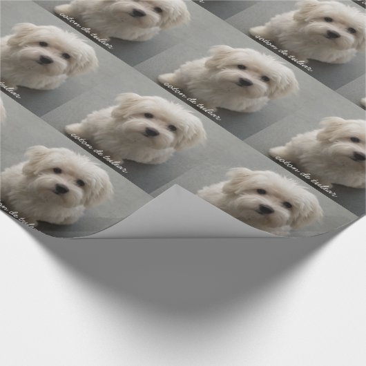 Papier Cadeau Coton de Tulear (Coin)