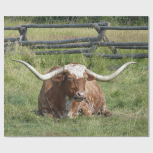 Papier Cadeau Cow Texas Longhorn Photo