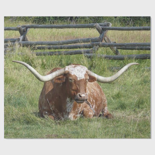 Papier Cadeau Cow Texas Longhorn Photo (Plat)