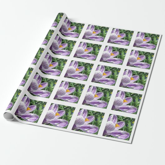 Papier Cadeau Crocus de printemps violet (Déroulé)