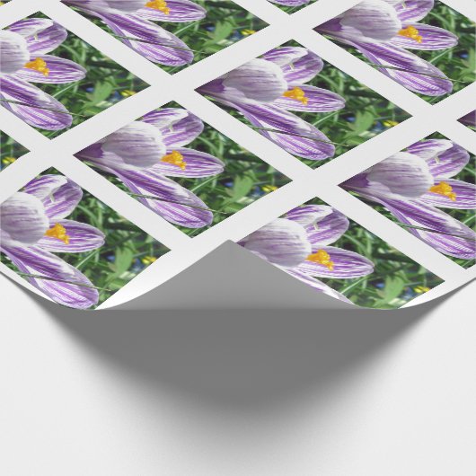 Papier Cadeau Crocus de printemps violet (Coin)